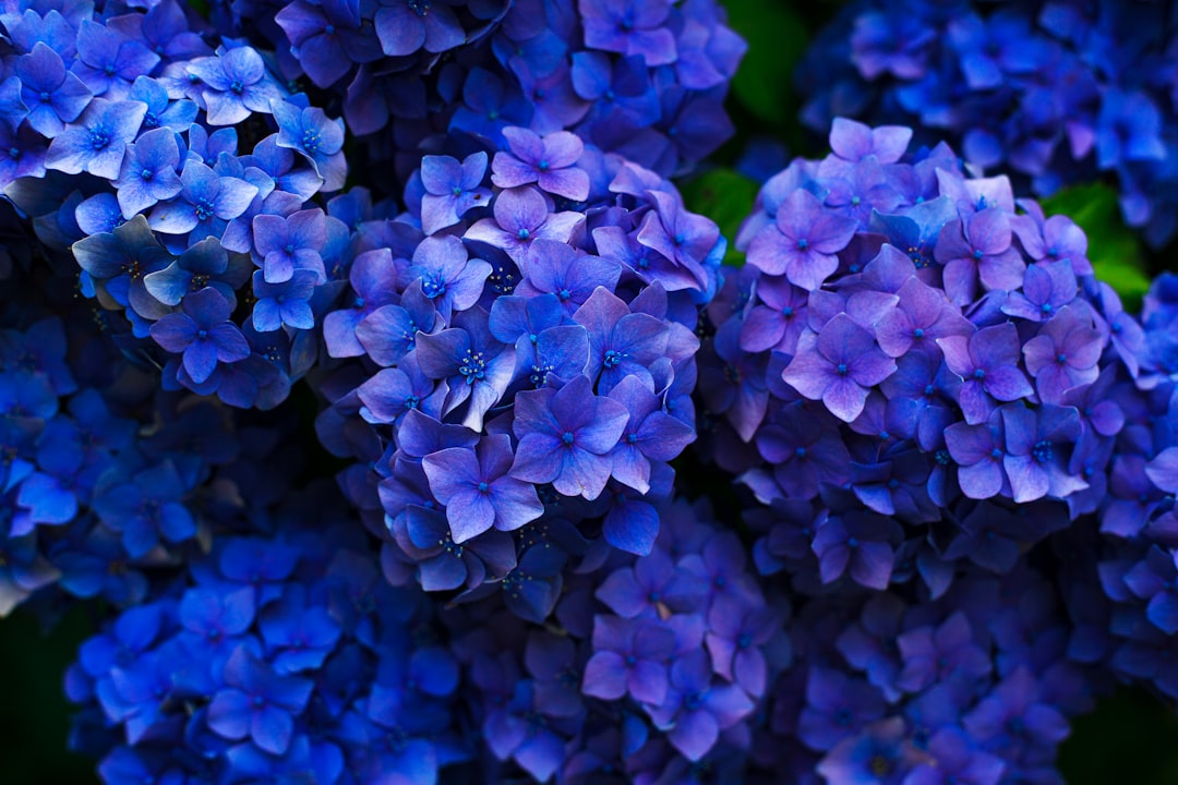 Photo Image: Floral Dress
